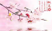唯美桃花图片素材