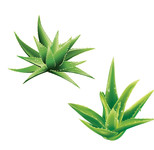 芦荟图片素材