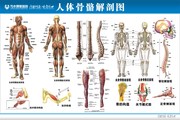 人体骨骼经络解剖图