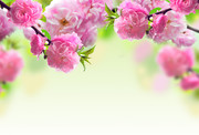 粉色桃花摄影图片