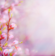 ��ɫ�һ�����
