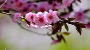 樱花特写图片