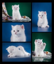 �ɰ���èͼƬ�ز�