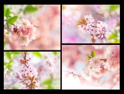 粉色樱花图片素材