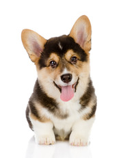 柯基犬幼崽图片