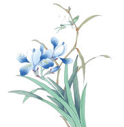 工笔画兰花图片