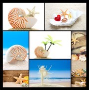 海滩与贝壳图片素材