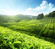 绿色茶园风景图片