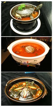 红煨甲鱼菜品素材