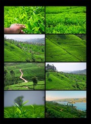 茶园风景图片素材