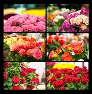 玫瑰花花束图片