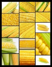 黄玉米特写图片