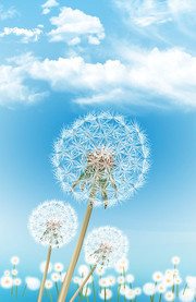 蒲公英展板背景图片
