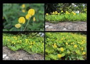 蔓花生 假花生野花摄影图片
