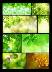 ��Ҷ�羰��д��Ӱ����ͼƬ�ز�
