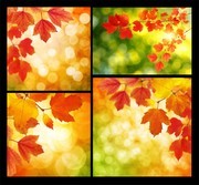 �����Ҷ�羰����ͼƬ�ز�