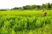 一片绿油油的农田图片摄影