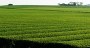 茶园风景高清图片素材