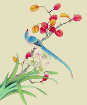 花鸟工笔国画插画图片素材
