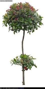 石楠树植物免扣图片素材