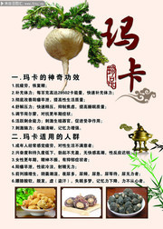 玛卡知识宣传图片素材