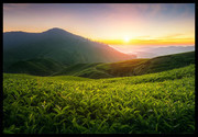 茶园风景摄影图片素材