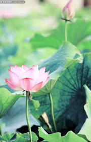荷花图片素材