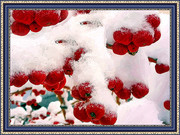 雪裹着的红野果图片