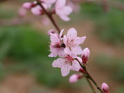 桃花高清图片下载