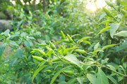 青辣椒蔬菜种植图片 