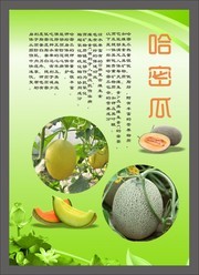 哈密瓜宣传海报图片