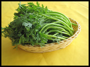 茼蒿蔬菜高清摄影图片