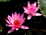 粉红睡莲花图片