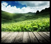 茶山风景木板背景图片