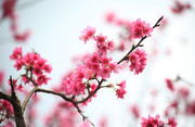 粉色桃花花卉图片素材