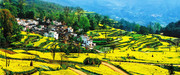 油菜花风景高清图片素材