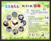 预防禽流感病毒知识展板图片素材
