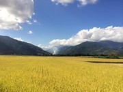 水稻田风景摄影图片