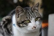 小猫摄影图片素材