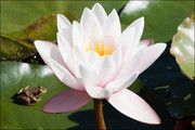 白色莲花摄影图片下载