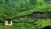 茶园自然风景图片素材
