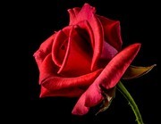 红玫瑰鲜花图片素材