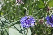 蜜蜂与花朵大图