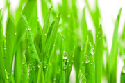清新带水珠的小草图片素材