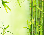 清新富贵竹竹子背景图片