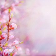 唯美粉色桃花背景图片素材
