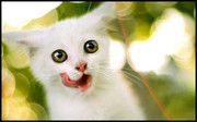 白色小猫宠物图片素材