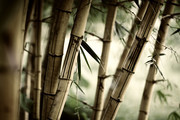 竹林风景摄影拖