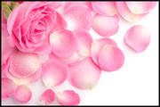 粉色玫瑰花鲜花背景图片素材