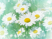 白色雏菊花卉高清图片素材